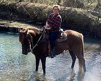 chestnut-tricolored-mane-no-other-markings-horse