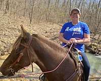 beautiful-kentucky-mountain-horse