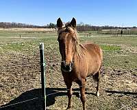 callie-kentucky-mountain-horse