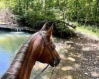 tricolored-mane-no-other-markings-horse