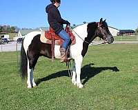 pinto-half-white-half-black-horse