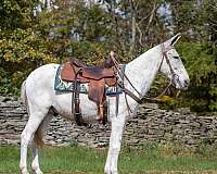 all-around-quarter-horse