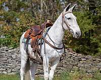 mule-quarter-horse