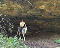 trail-quarter-horse