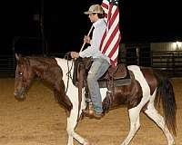 ranch-work-quarter-pony