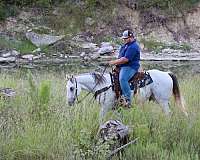 ranch-work-quarter-horse