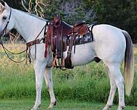 athletic-quarter-horse