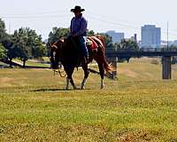 beginner-safe-quarter-horse