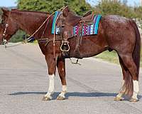 ranch-work-quarter-horse