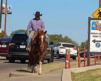 trail-quarter-horse