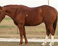 chestnut-none-horse