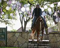 ranch-work-quarter-horse