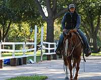 beginner-safe-quarter-horse