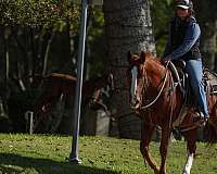 family-horse-quarter