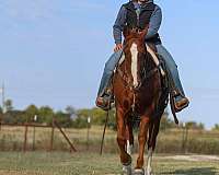 ranch-quarter-horse