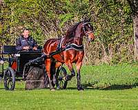 friesian-sport-horse