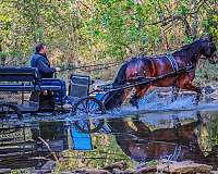 morgan-friesian-horse