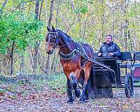 trail-friesian-horse