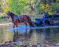 all-around-friesian-horse