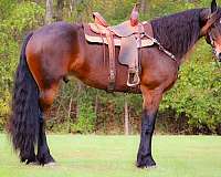 athletic-friesian-horse