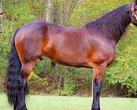 experienced-friesian-horse