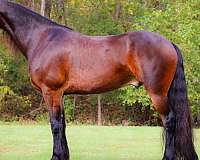 flashy-friesian-horse