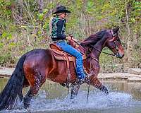 ranch-friesian-horse