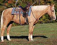 palomino-blaze-3-socks-horse