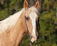 draft-quarter-horse