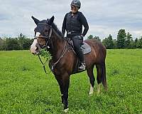 bay-dressage-horse