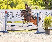 bay-eventing-horse