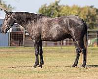 grey-none-horse