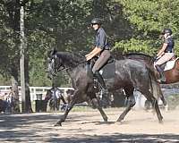 family-horse-quarter