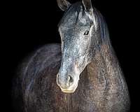 ranch-work-quarter-horse