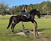 beginner-safe-quarter-horse