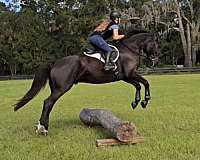 percheron-quarter-horse