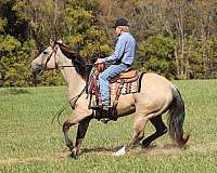 beginner-safe-quarter-horse