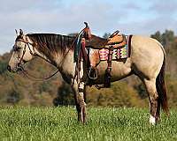 buckskin-sock-horse