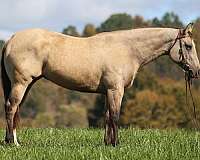 ranch-work-quarter-horse