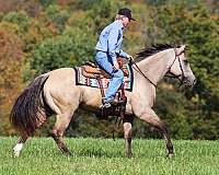 all-around-quarter-horse