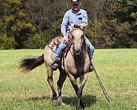 family-horse-quarter