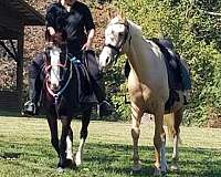 clydesdale-warmblood-horse