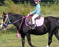 for-beginner-warmblood-horse