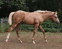 overo-palomino-yearling