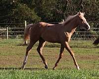 apha-overo-colt