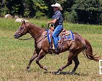 quarter-horse