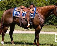 ranch-work-quarter-horse