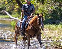 beginner-safe-quarter-horse