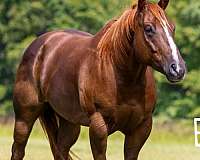 athletic-quarter-horse