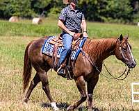 draft-quarter-horse